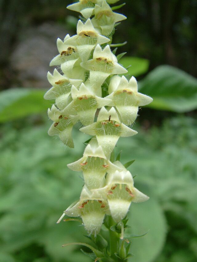 Clinopodium vulgare & Digitalis lutea